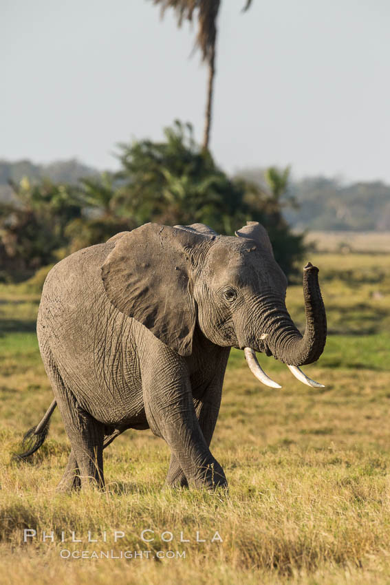 African elephant, Amboseli National Park, Kenya., Loxodonta africana, natural history stock photograph, photo id 29591