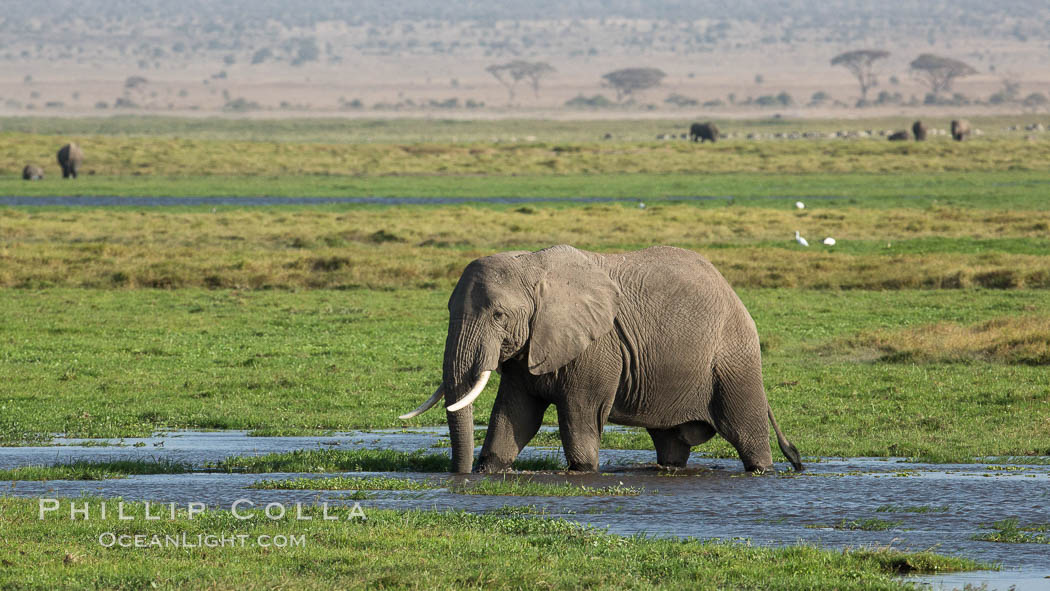 African elephant, Amboseli National Park, Kenya., Loxodonta africana, natural history stock photograph, photo id 29517