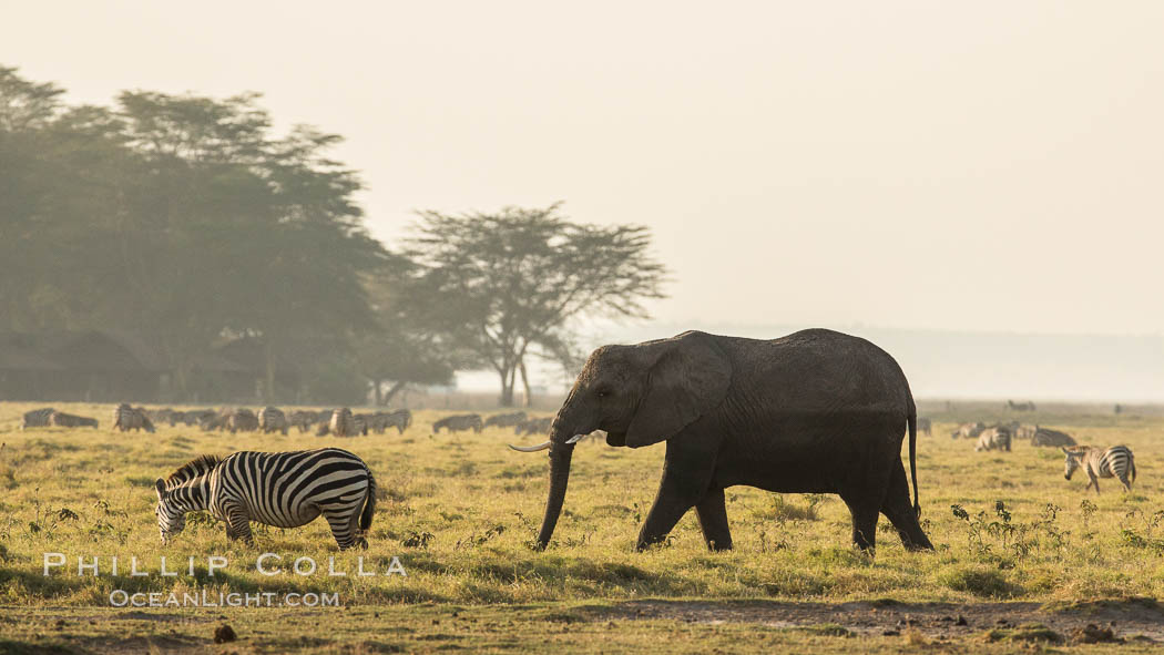 African elephant, Amboseli National Park, Kenya., Loxodonta africana, natural history stock photograph, photo id 29593