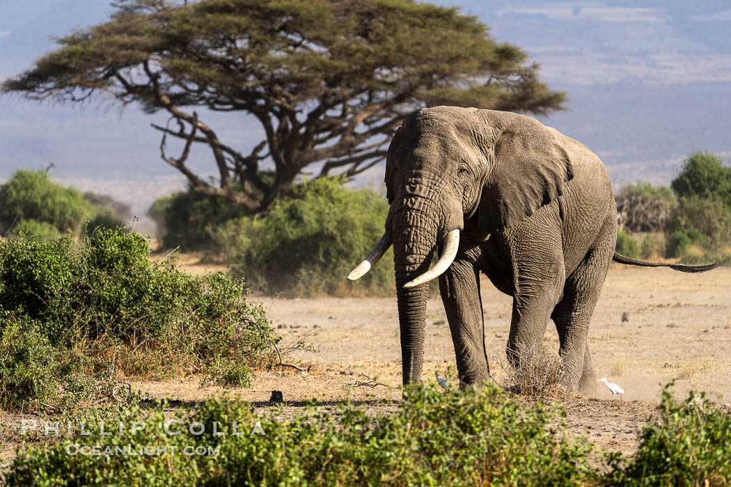 African elephant, Amboseli National Park. Kenya, Loxodonta africana, natural history stock photograph, photo id 39549