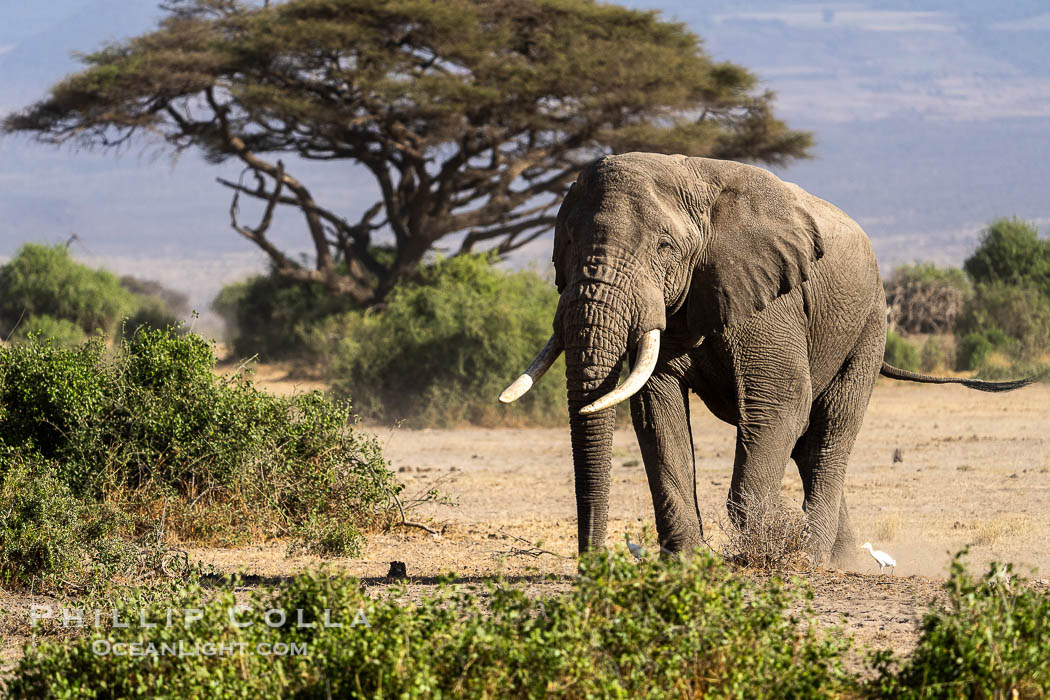 African elephant, Amboseli National Park., Loxodonta africana, natural history stock photograph, photo id 39549