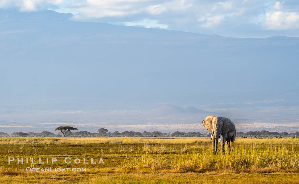 African elephant and Mount Kilimanjaro, Amboseli National Park. Kenya, Loxodonta africana, natural history stock photograph, photo id 39569