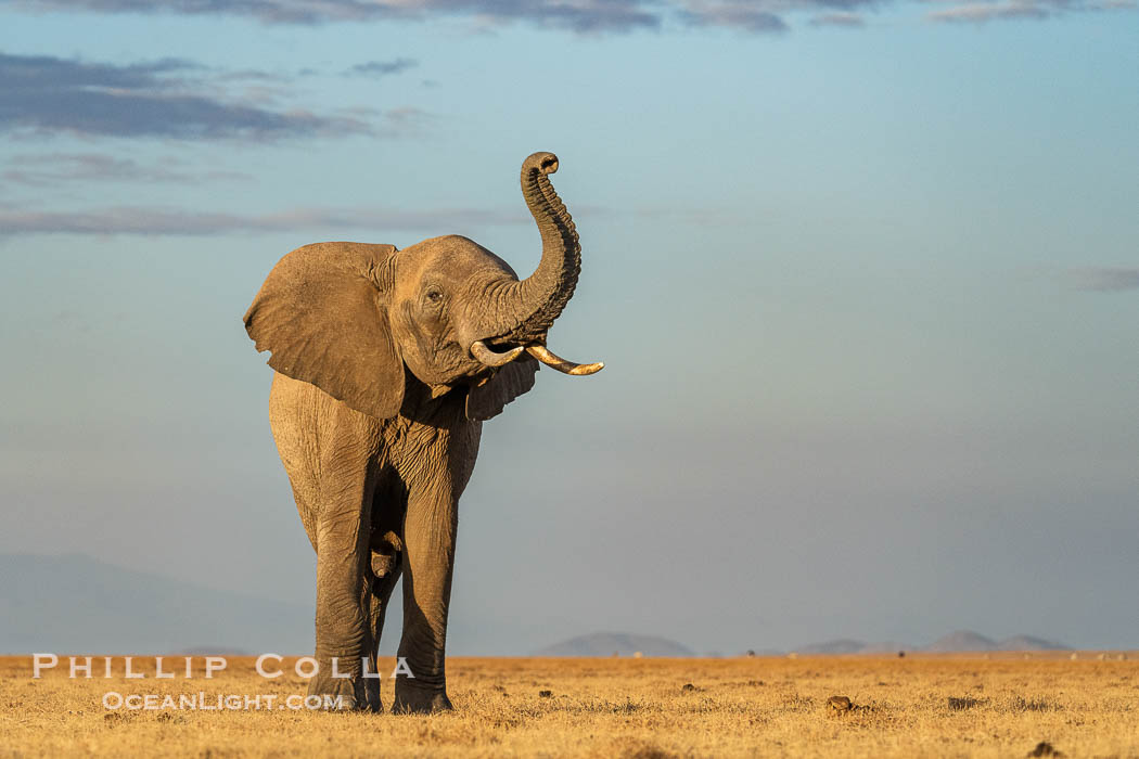 African elephant on dry lake bed at sunrise, Amboseli National Park. Kenya, Loxodonta africana, natural history stock photograph, photo id 39554