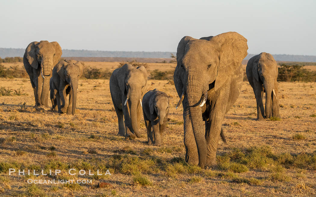 African Elephant Family at Sunrise, Mara North Conservancy, Kenya., Loxodonta africana, natural history stock photograph, photo id 39660
