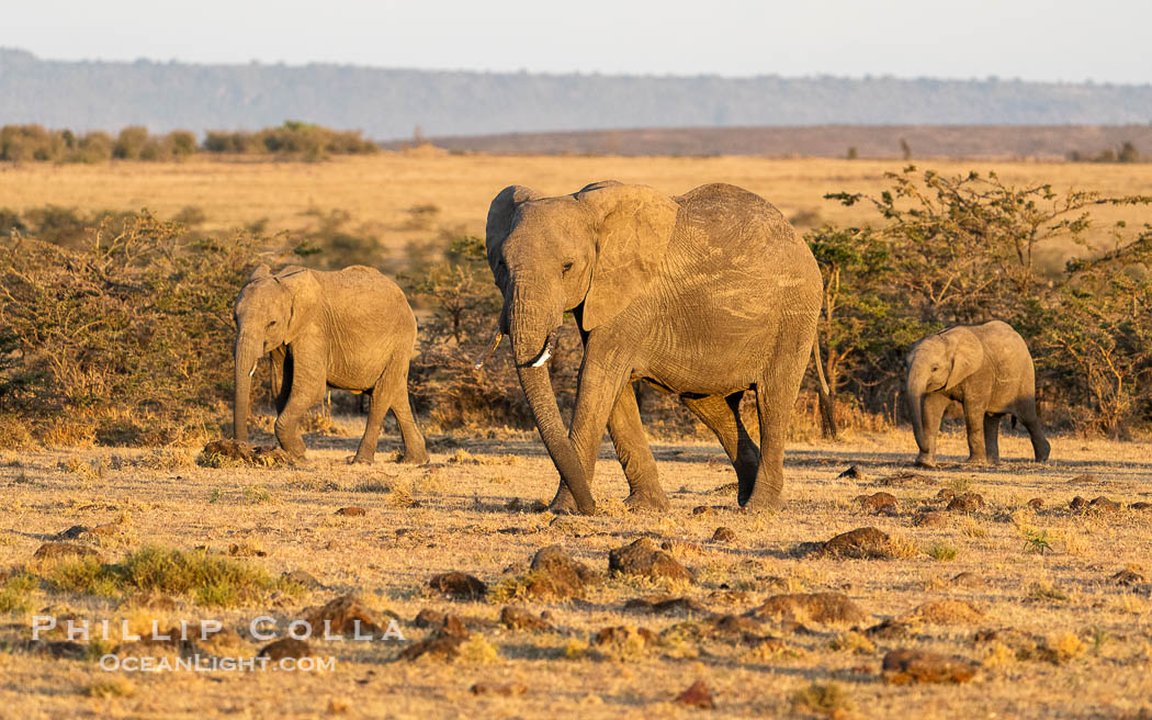 African Elephant Family at Sunrise, Mara North Conservancy, Kenya., Loxodonta africana, natural history stock photograph, photo id 39659