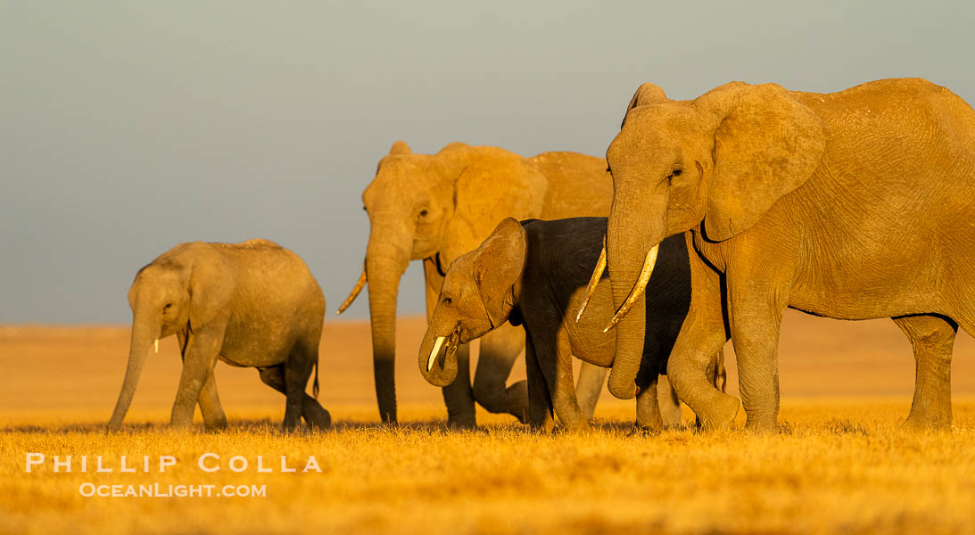 African elephant family with calves, sunrise, Amboseli National Park. Kenya, Loxodonta africana, natural history stock photograph, photo id 39553