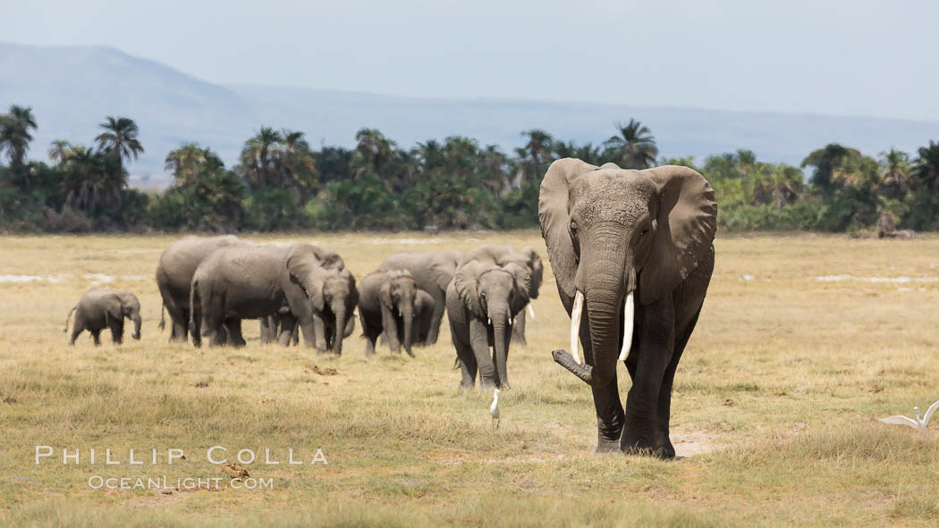 African elephant herd, Amboseli National Park, Kenya., Loxodonta africana, natural history stock photograph, photo id 29502