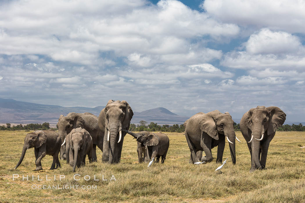 African elephant herd, Amboseli National Park, Kenya., Loxodonta africana, natural history stock photograph, photo id 29510