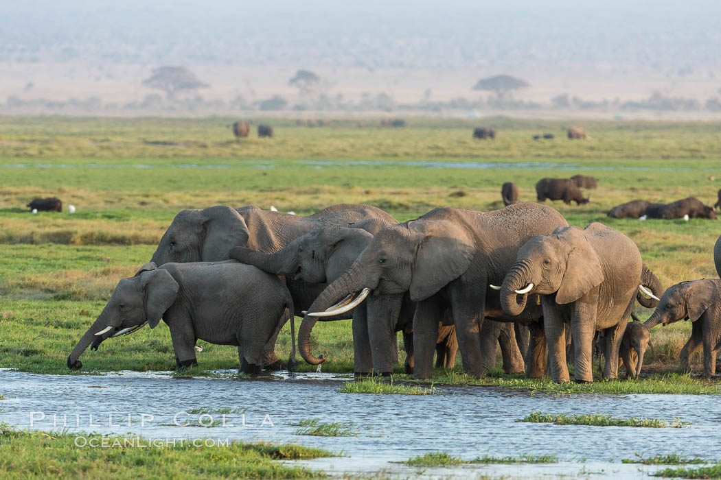 African elephant herd, drinking water at a swamp, Amboseli National Park, Kenya., Loxodonta africana, natural history stock photograph, photo id 29526