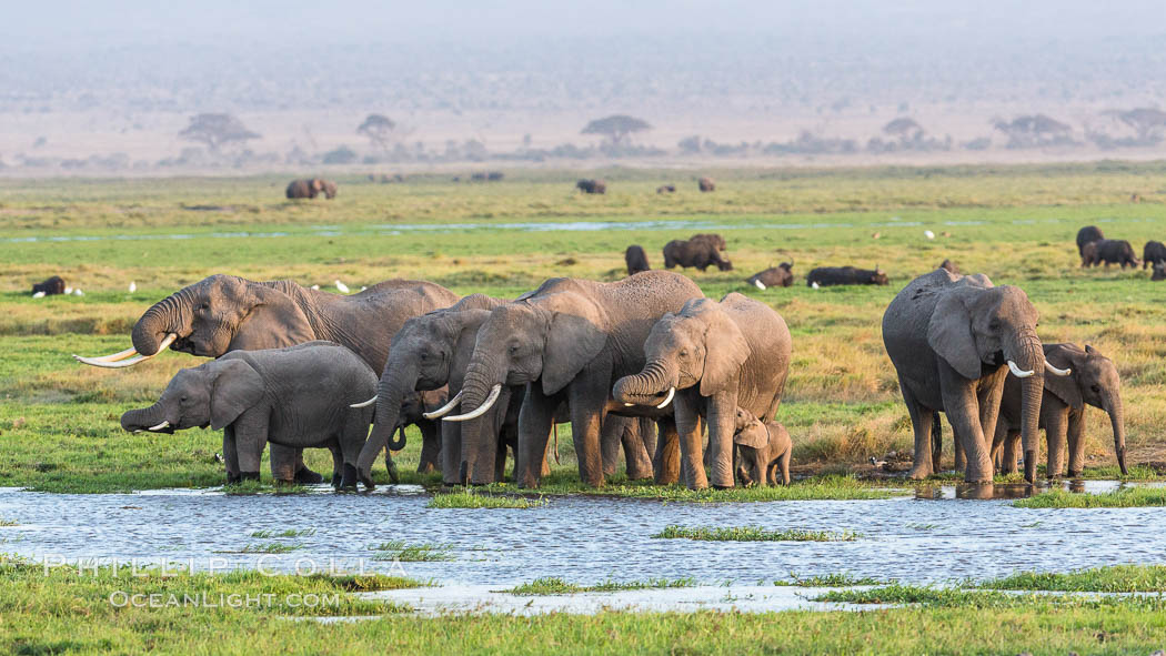 African elephant herd, drinking water at a swamp, Amboseli National Park, Kenya., Loxodonta africana, natural history stock photograph, photo id 29530