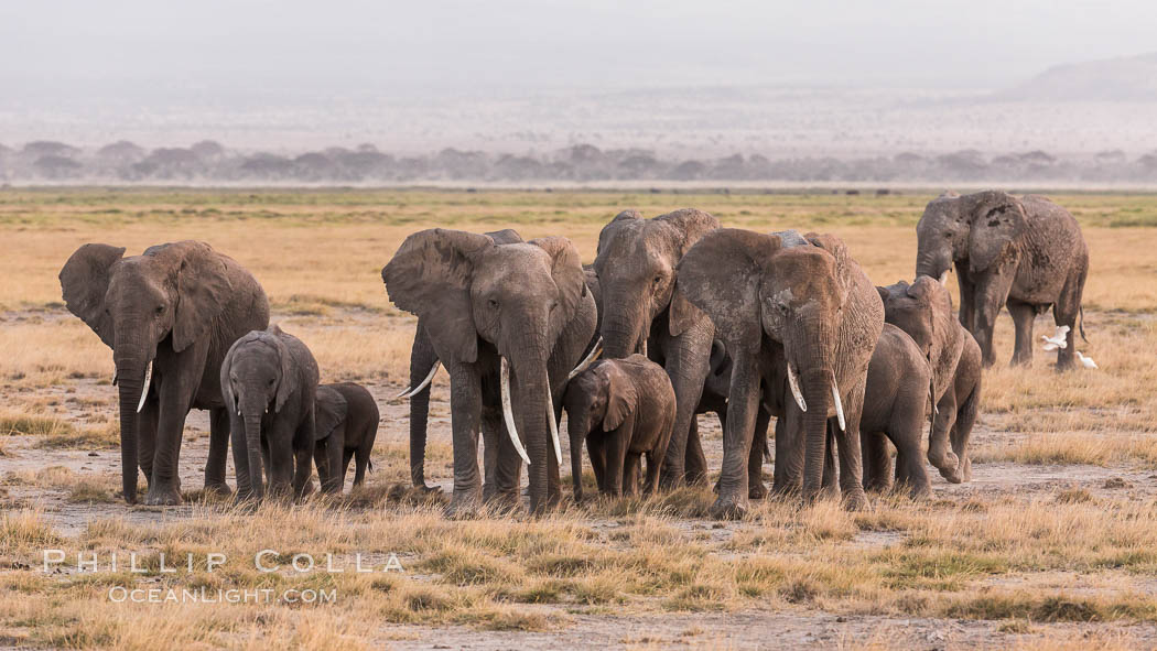 African elephant herd, Amboseli National Park, Kenya., Loxodonta africana, natural history stock photograph, photo id 29534