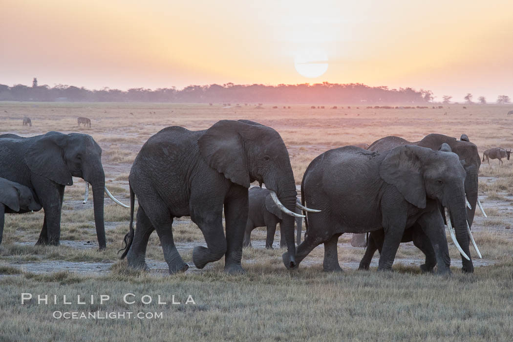African elephant herd, Amboseli National Park, Kenya., Loxodonta africana, natural history stock photograph, photo id 29538