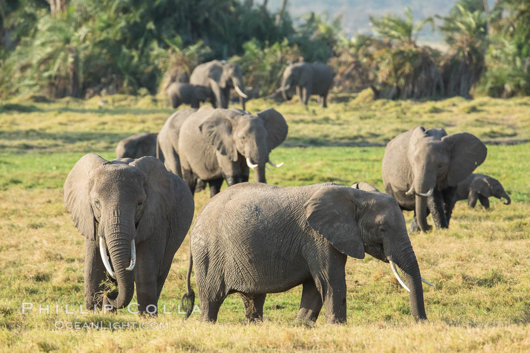 African elephant herd, Amboseli National Park, Kenya., Loxodonta africana, natural history stock photograph, photo id 29554