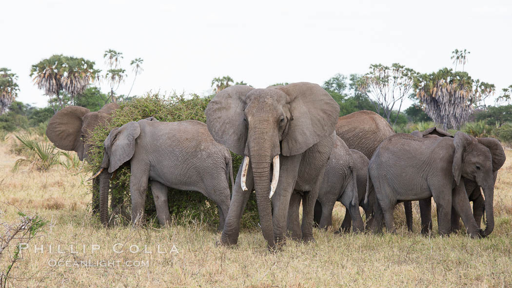 African elephant herd, Meru National Park, Kenya., Loxodonta africana, natural history stock photograph, photo id 29750