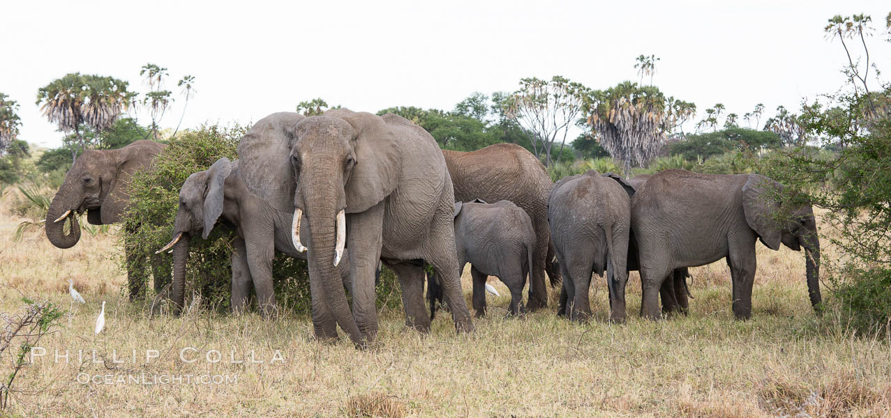 African elephant herd, Meru National Park, Kenya., Loxodonta africana, natural history stock photograph, photo id 29748