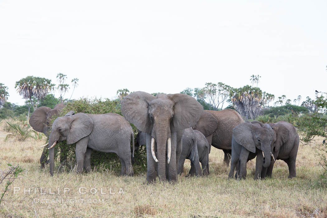 African elephant herd, Meru National Park, Kenya., Loxodonta africana, natural history stock photograph, photo id 29751
