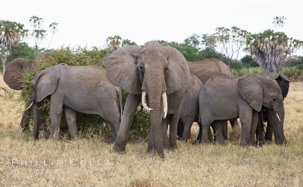African elephant herd, Meru National Park, Kenya., Loxodonta africana, natural history stock photograph, photo id 29749