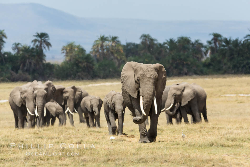 African elephant herd, Amboseli National Park, Kenya., Loxodonta africana, natural history stock photograph, photo id 29500