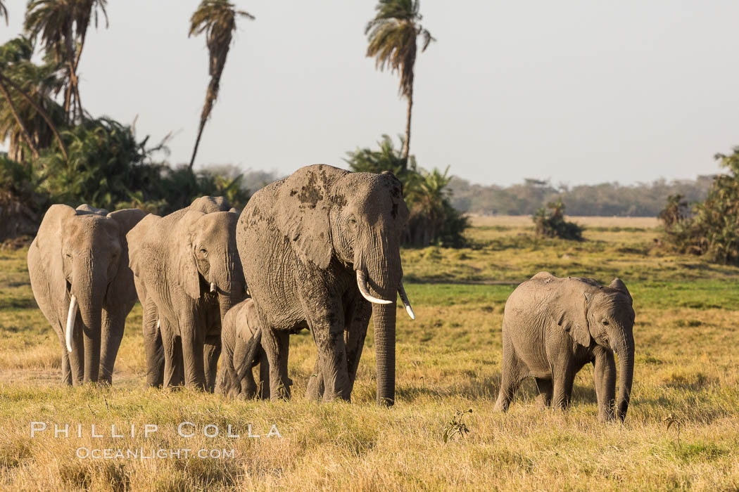 African elephant herd, Amboseli National Park, Kenya., Loxodonta africana, natural history stock photograph, photo id 29588