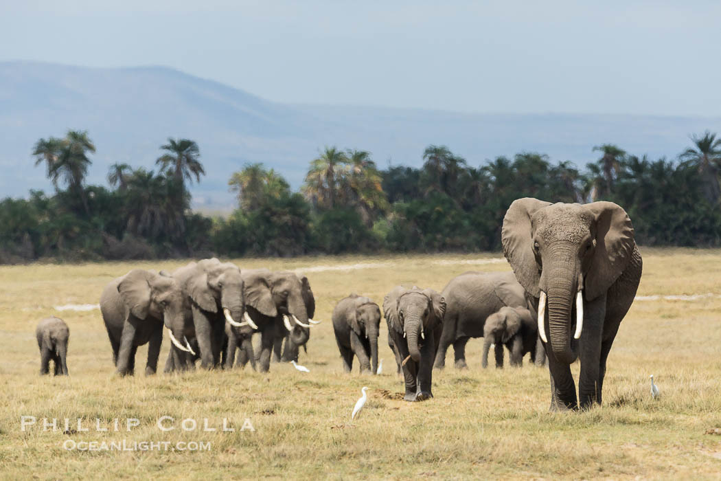 African elephant herd, Amboseli National Park, Kenya., Loxodonta africana, natural history stock photograph, photo id 29501