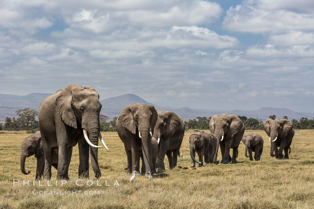 African elephant herd, Amboseli National Park, Kenya., Loxodonta africana, natural history stock photograph, photo id 29509