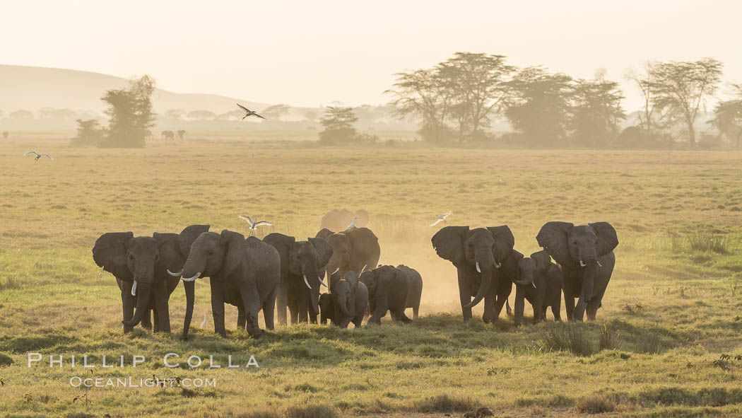 African elephant herd, Amboseli National Park, Kenya., Loxodonta africana, natural history stock photograph, photo id 29557