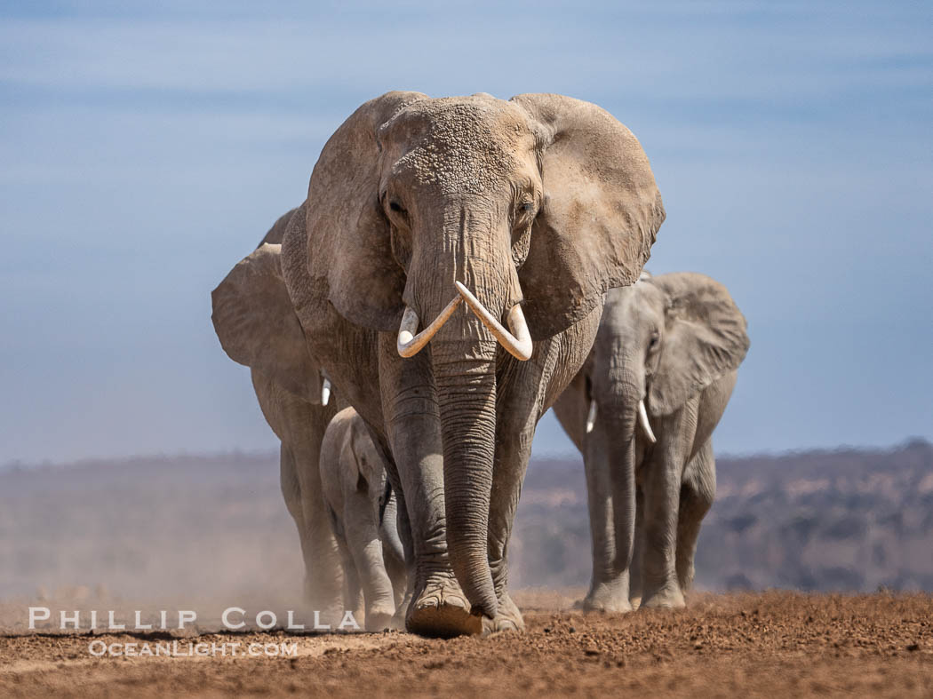 African elephant herd crossing dry lake bed, Amboseli National Park. Kenya, Loxodonta africana, natural history stock photograph, photo id 39558