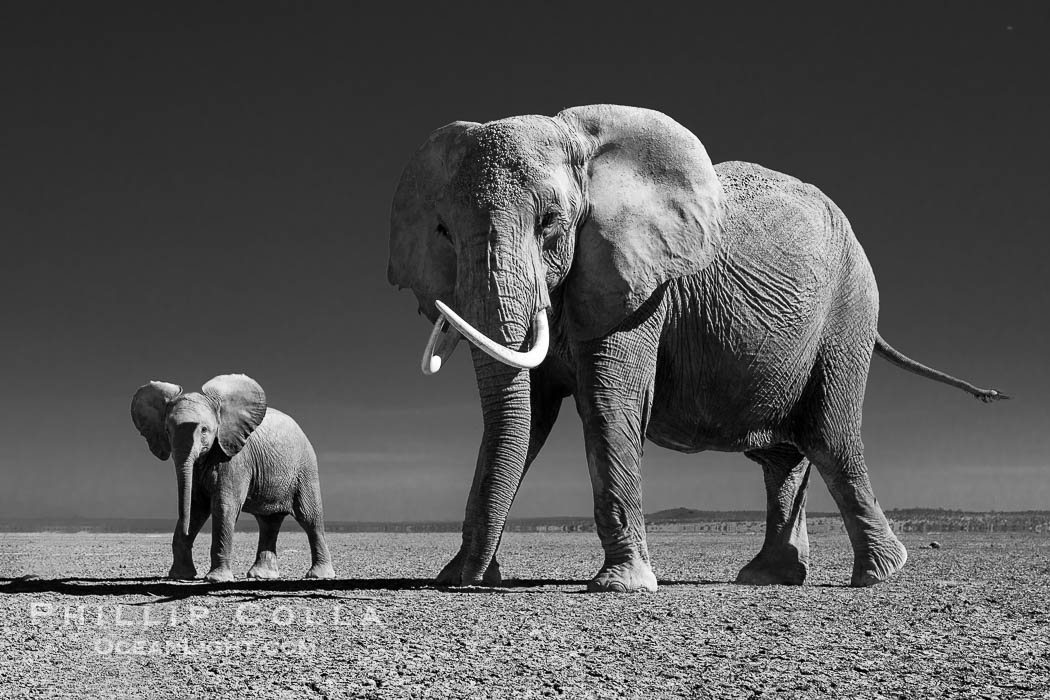 African elephant matriarch and young crossing dry lake bed, Amboseli National Park. Kenya, Loxodonta africana, natural history stock photograph, photo id 39548