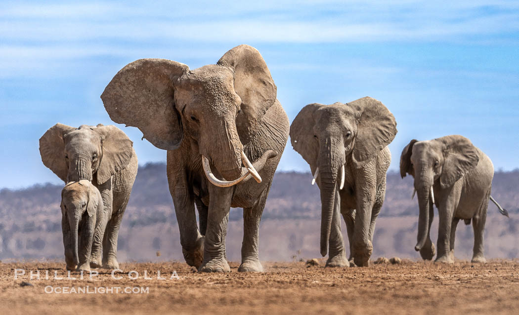 African elephant herd crossing dry lake bed, Amboseli National Park. Kenya, Loxodonta africana, natural history stock photograph, photo id 39560