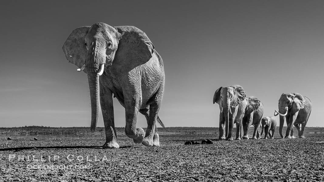 African elephant herd crossing dry lake bed, Amboseli National Park. Kenya, Loxodonta africana, natural history stock photograph, photo id 39547