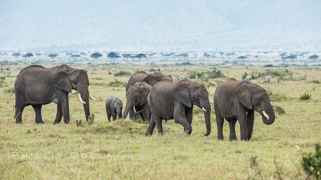 African elephant herd, Maasai Mara National Reserve, Kenya., Loxodonta africana, natural history stock photograph, photo id 29830