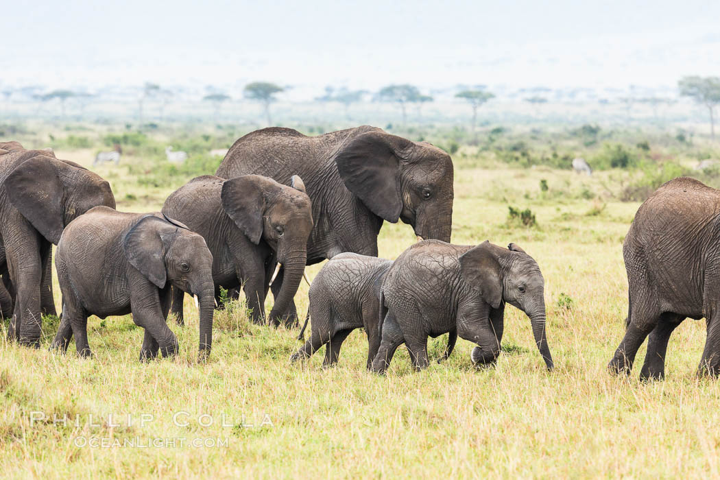 African elephant herd, Maasai Mara National Reserve, Kenya., Loxodonta africana, natural history stock photograph, photo id 29834