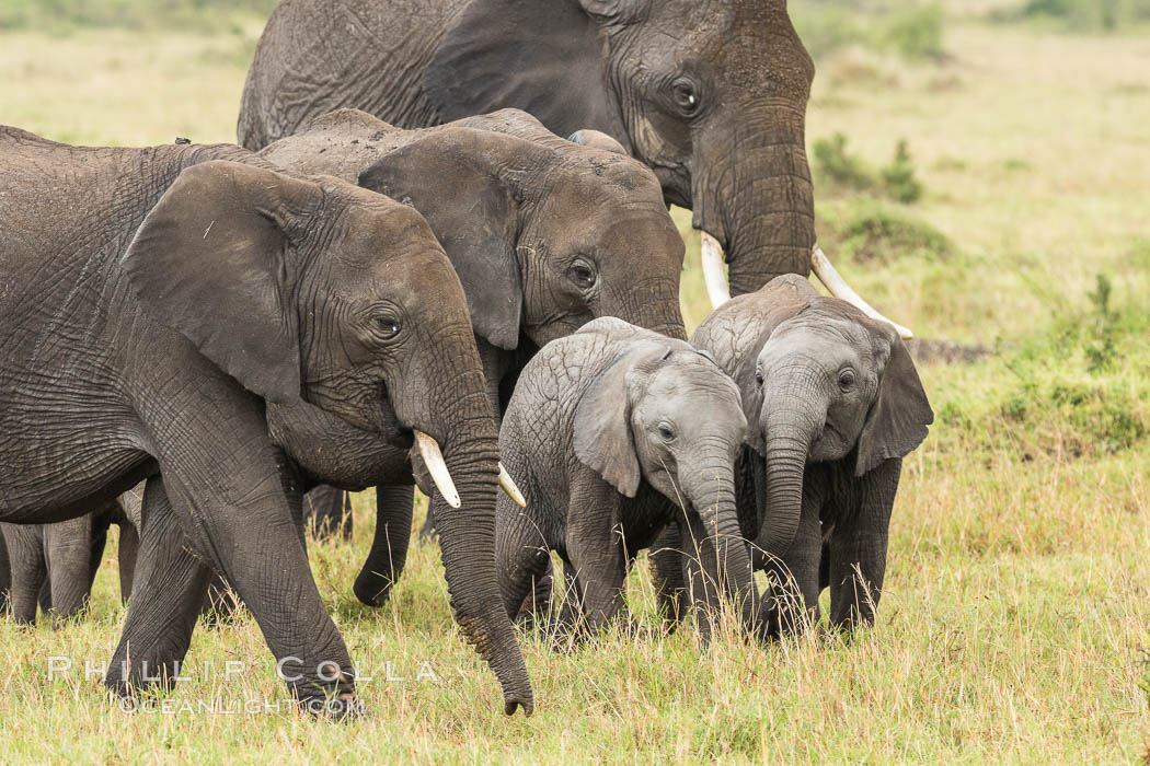 African elephant herd, Maasai Mara National Reserve, Kenya., Loxodonta africana, natural history stock photograph, photo id 29838