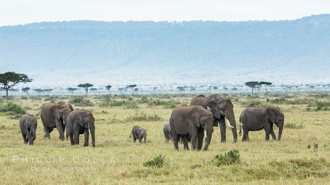African elephant herd, Maasai Mara National Reserve, Kenya., Loxodonta africana, natural history stock photograph, photo id 29832
