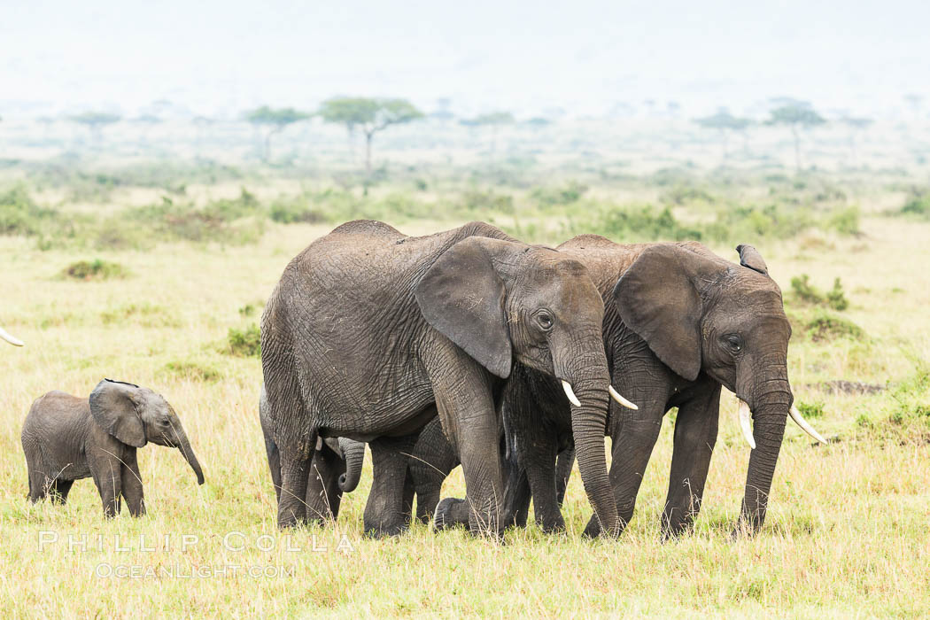 African elephant herd, Maasai Mara National Reserve, Kenya., Loxodonta africana, natural history stock photograph, photo id 29836