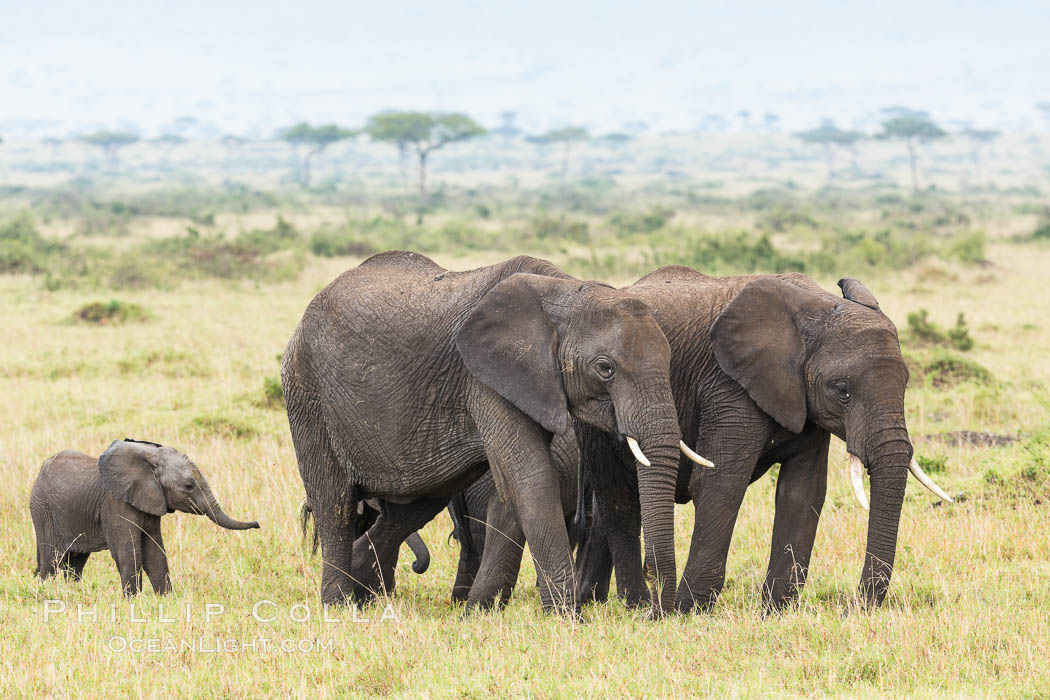African elephant herd, Maasai Mara National Reserve, Kenya., Loxodonta africana, natural history stock photograph, photo id 29835