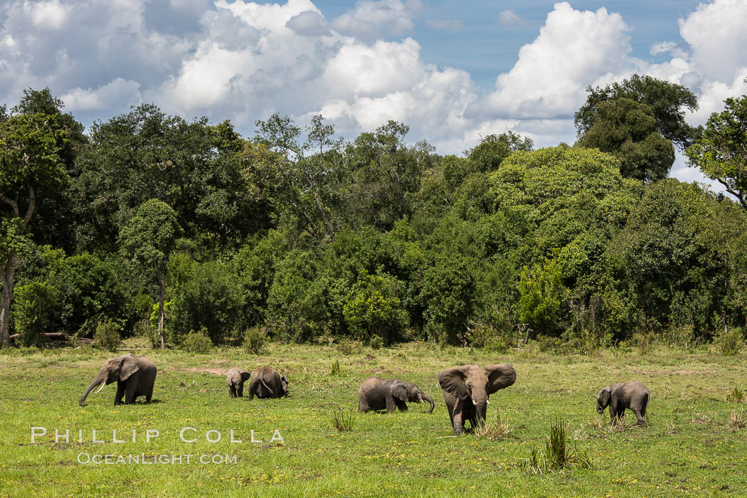 African elephant herd, Maasai Mara National Reserve, Kenya., Loxodonta africana, natural history stock photograph, photo id 29773
