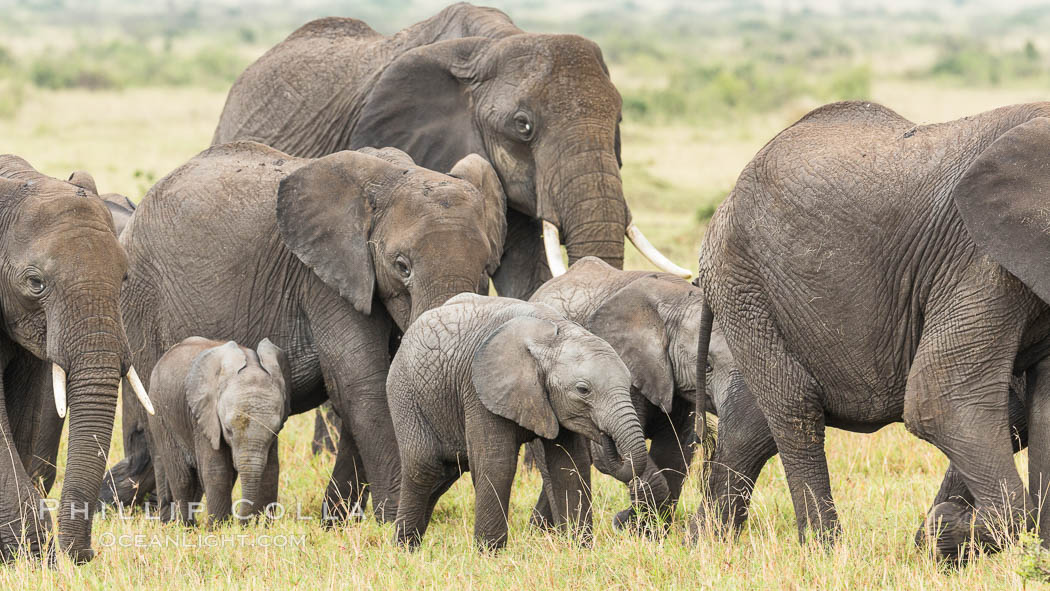 African elephant herd, Maasai Mara National Reserve, Kenya., Loxodonta africana, natural history stock photograph, photo id 29837