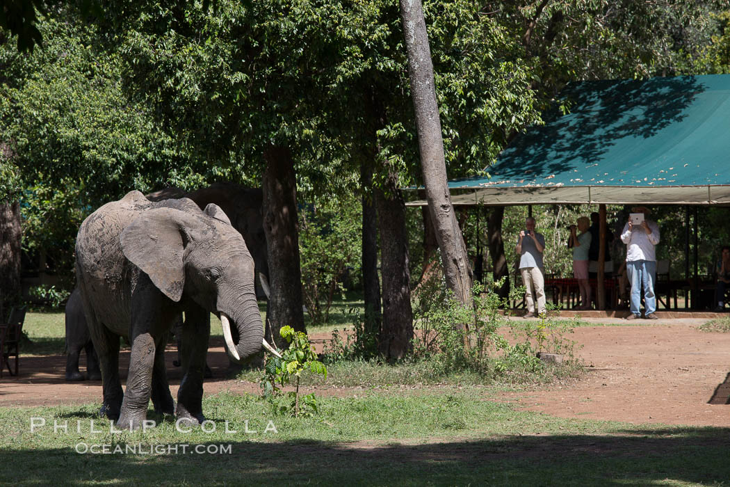 African elephant, Maasai Mara National Reserve, Kenya., Loxodonta africana, natural history stock photograph, photo id 29774