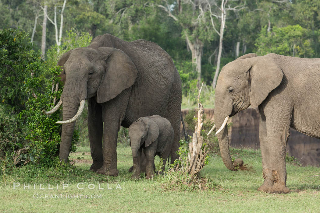 African elephant, Maasai Mara National Reserve, Kenya., Loxodonta africana, natural history stock photograph, photo id 29962