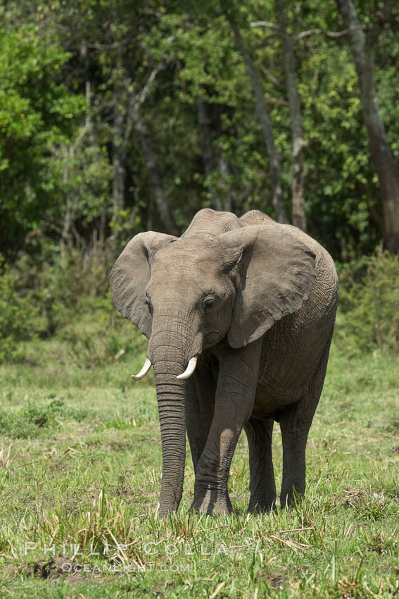 African elephant, Maasai Mara National Reserve, Kenya., Loxodonta africana, natural history stock photograph, photo id 29772