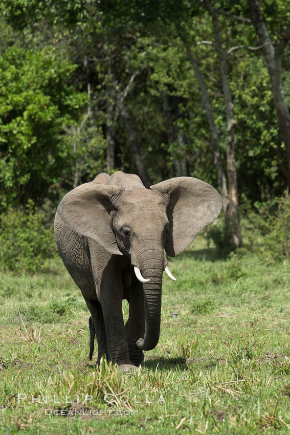 African elephant, Maasai Mara National Reserve, Kenya., Loxodonta africana, natural history stock photograph, photo id 29771