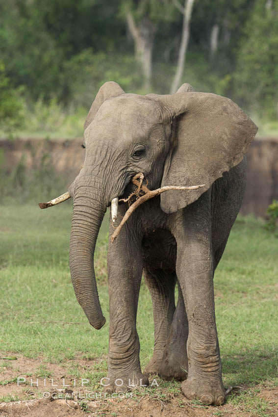 African elephant, Maasai Mara National Reserve, Kenya., Loxodonta africana, natural history stock photograph, photo id 29963