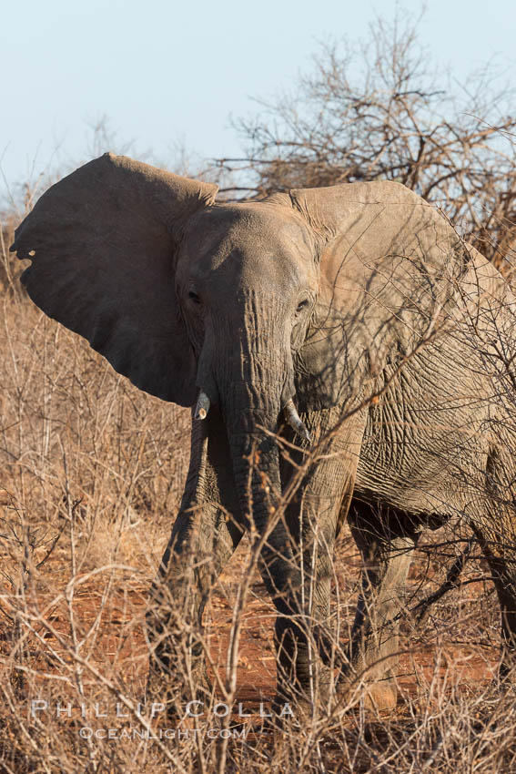 African elephant, Meru National Park, Kenya., Loxodonta africana, natural history stock photograph, photo id 29651