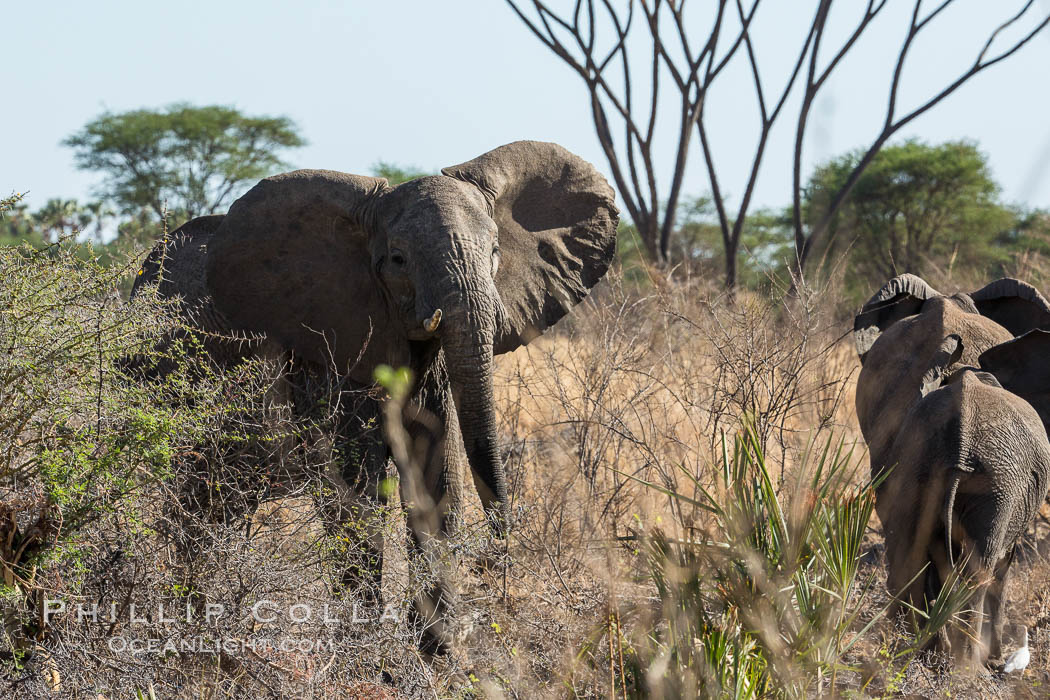 African elephant, Meru National Park, Kenya., Loxodonta africana, natural history stock photograph, photo id 29659