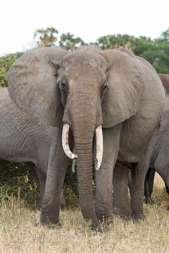African elephant, Meru National Park, Kenya., Loxodonta africana, natural history stock photograph, photo id 29747