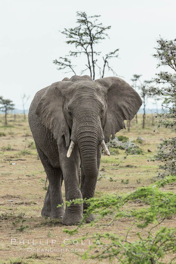 African elephant. Olare Orok Conservancy, Kenya, Loxodonta africana, natural history stock photograph, photo id 29999