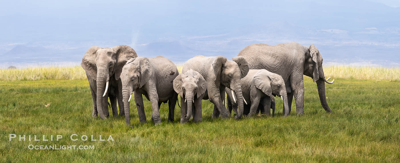 African elephants, Amboseli National Park. Kenya, Loxodonta africana, natural history stock photograph, photo id 39564