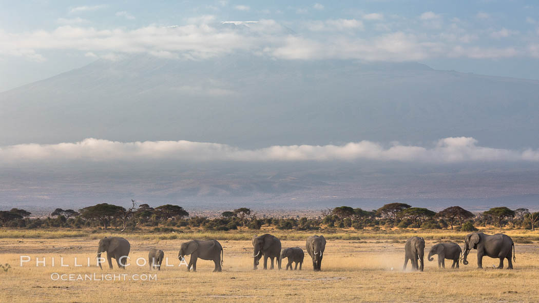 African elephants below Mount Kilimanjaro, Amboseli National Park, Kenya., Loxodonta africana, natural history stock photograph, photo id 29603