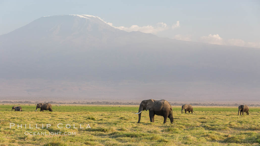 African elephants below Mount Kilimanjaro, Amboseli National Park, Kenya., Loxodonta africana, natural history stock photograph, photo id 29525